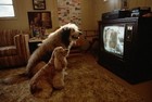 Picture for song 'HIS WEEKEND TO WATCH THE DOGS' by artist 'tamsnumber4'
