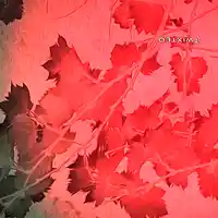 Picture for song 'Twixted' by artist 'BlackXipher'