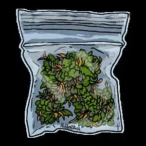 Picture for song 'Shoots' by artist 'MaDrumBeats'