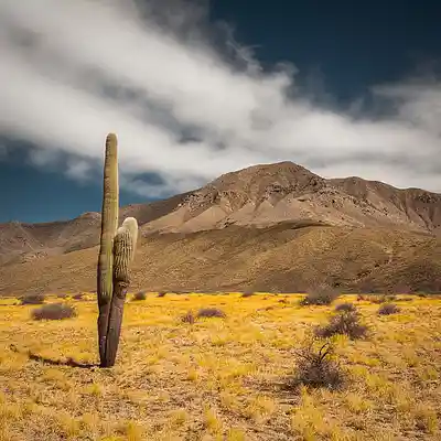 Picture for song 'The Cactus Wasn't In Blossom At All' by artist 'Andrew N Project'