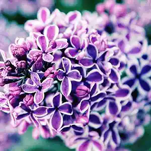 Picture for song 'Lilacs' by artist 'Los Bandaritos'