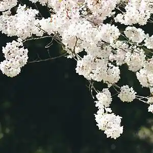 Picture for song 'Secret Love' by artist 'FAEDYS'