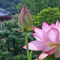 Picture for song 'Flowering' by artist 'Fran Herraiz'