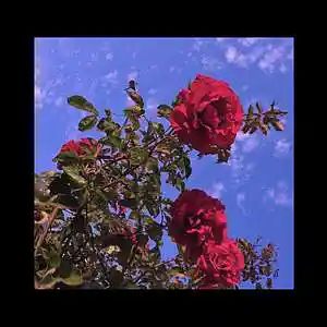 Picture for song 'Ukulele Lofi Type Beat - Rose' by artist 'Stc Beats VB'