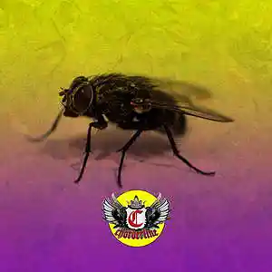 Picture for song 'FLY (Lil Uzi Vert Type Beat)' by artist 'Chorderline'