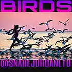 Picture for song '***NEW*** Birds 1-20-15' by artist 'Snare Jordan'