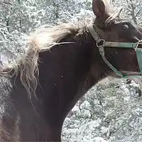 Picture for song 'Deep in the Forest' by artist 'The Song Whisperer'