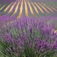 Picture for song 'MOLE (TAGGED)' by artist 'Yung Mejah Productions'