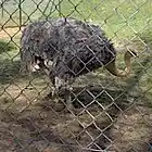 Picture for song ''It's Not Fair'' by artist 'Nadia Cripps'