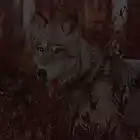 Picture for song '*Trap* Wolvez' by artist 'Nate Jayeyay'