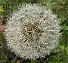 Picture for song 'Herbies Hip Hop Greens' by artist '7StringJazz'