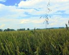 Picture for song 'Late Summer (Spoznione lato)' by artist 'Aljot'