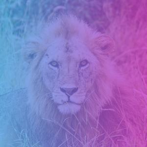 Picture for song 'Jungle' by artist 'Alvo Lorem'