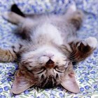 Picture for song 'Sweet Dreams.::FreeDl::.' by artist 'BeatMaker Thad Lee'