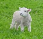 Picture for song '31lil lamb' by artist 'E NASH INSTRUMENTALS'