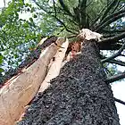 Picture for song 'Shattered Pine Polska' by artist 'GHW'