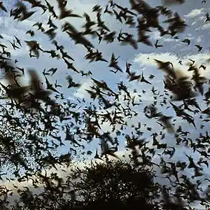 Picture for song 'bat sh**' by artist 'JimRoss'