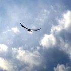 Picture for song 'Nothing But Blue Skies' by artist 'Kelton Ree'