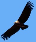 Picture for song 'Flight of the Condor' by artist 'Klaatu (CT)'