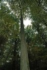 Picture for song 'Towerin Oak w Willie Wendon' by artist 'Margot Du Bois'