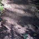 Picture for song ''What Can You See In The Shadow?'' by artist 'Nadia Cripps'