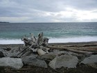 Picture for song 'David Suzuki --FREE DOWNLOAD--' by artist 'Speechless Music'
