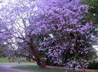 Picture for song 'JACARANDA' by artist 'Stan Loh'