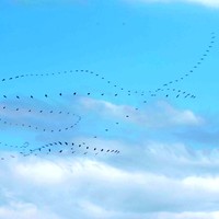 Picture for song 'A Spring Poem (original version, almost)' by artist 'The Serendipitous Cacophonies'