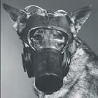Picture for song 'GAS FACE' by artist 'WOO BANGER PRODUCTIONS'