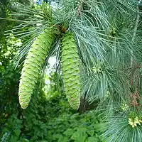 Picture for song 'grow 0510112' by artist 'Autonomous Anonymous'