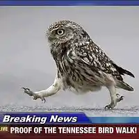 Picture for song 'Tennessee Bird Walk' by artist 'Jimi Sweeney'