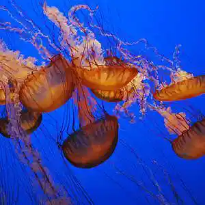 Picture for song 'Jelly Fish' by artist 'Pasha Paroh'