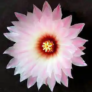 Picture for song 'All Shur' by artist 'Los Bandaritos'