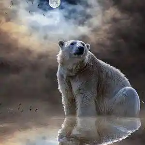 Picture for song 'Polar' by artist 'CaliCronk'