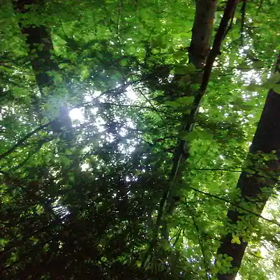 Picture for song '20250603_164446_2_FS' by artist '786 scheint-Al'lahs Bande'