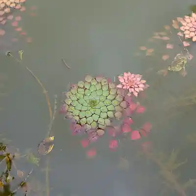 Picture for song 'Haozi' by artist 'nofearln'