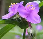 Picture for song 'Purple flowers' by artist 'Equanimity'