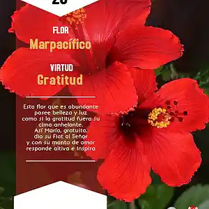 Picture for song 'Dia 28-Flor Marpacifico' by artist 'Producciones Vandor'