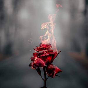 Picture for song 'Burning Roses (5 Beats = 15$)' by artist 'Samz Beats'