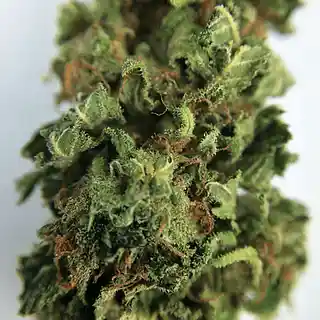 Picture for song 'GanJah (Levitation)' by artist 'DEF davyne'