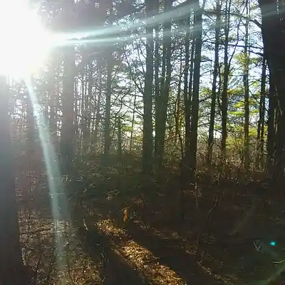 Picture for song 'Delirium Pardoning' by artist 'Cylindrical Spirals'