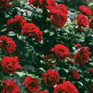 Picture for song 'Roses' by artist 'C.O.O.L. Beats (US)'