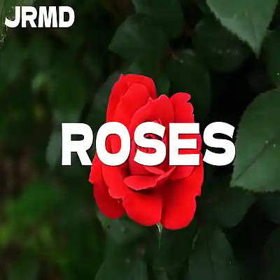 Picture for song 'Roses (Rnb x Pop Type Beat)' by artist 'Jrmd'