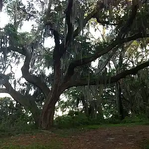 Picture for song 'Old Oak Tree' by artist 'Dan Andrade'