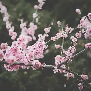 Picture for song 'Queen' by artist 'P.R Beats'