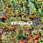 Picture for song 'Mr Smith- Indo Green Series 15 Instrumental' by artist 'V.I.P. Nation'
