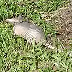 Picture for song 'Armadillo Breath..with Joice Marie' by artist 'Calvin Stewart'