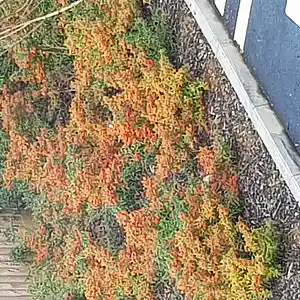 Picture for song 'Uncertain Spring' by artist 'glass cage'