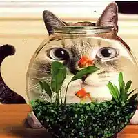 Picture for song 'Deep Floyd 84-The Cat Song' by artist 'Jammer59'