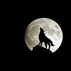 Picture for song 'Lonely wolf' by artist 'Kamal Beats'